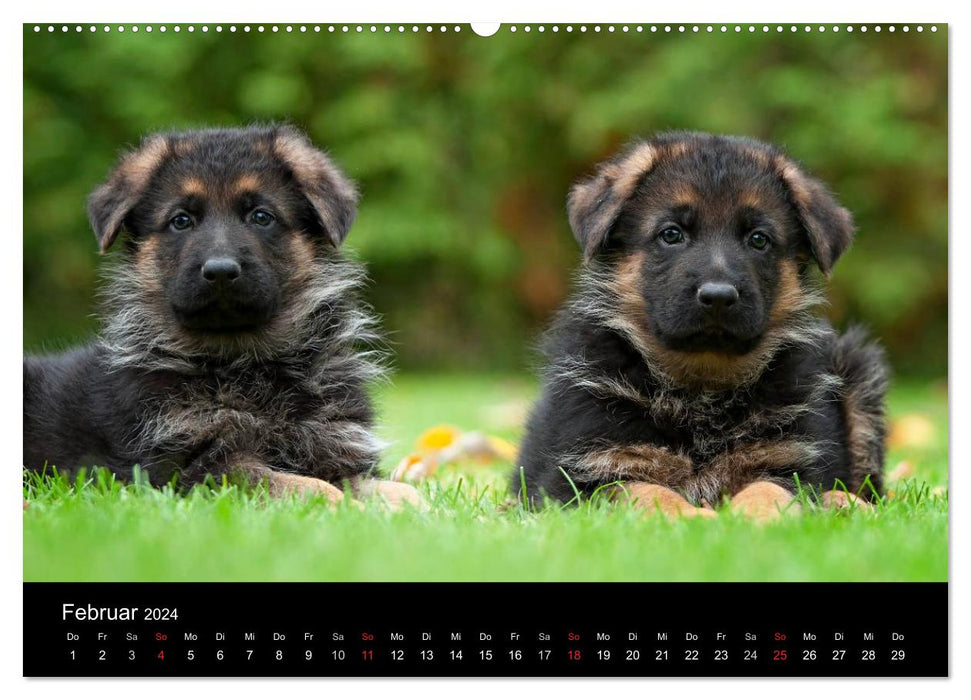 Chien de berger allemand – Chiots (calendrier mural CALVENDO 2024) 