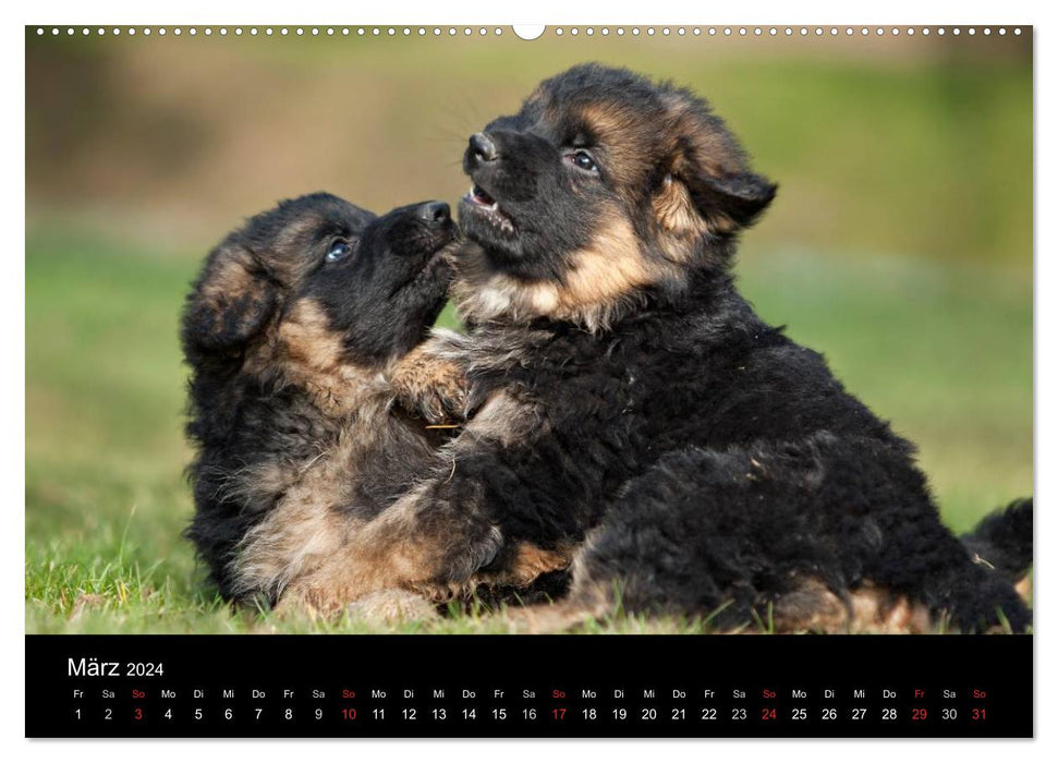 Chien de berger allemand – Chiots (calendrier mural CALVENDO 2024) 