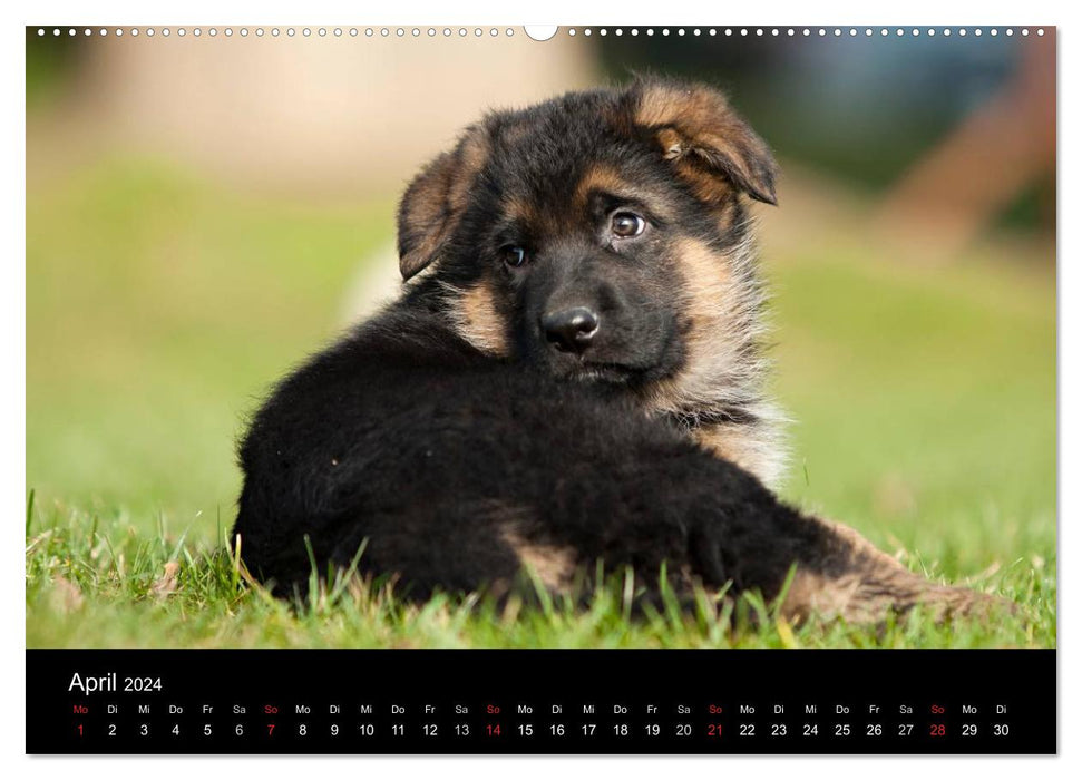 Chien de berger allemand – Chiots (calendrier mural CALVENDO 2024) 