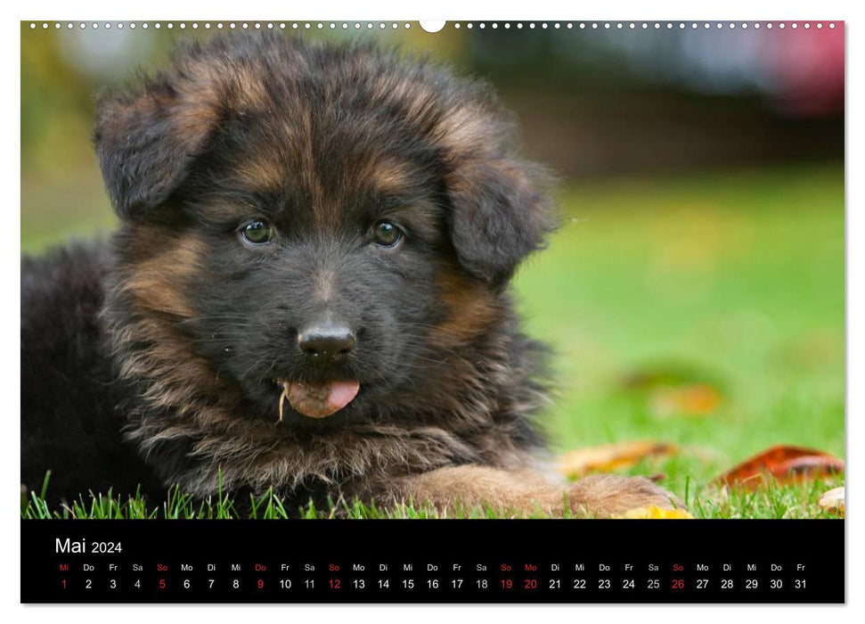 Chien de berger allemand – Chiots (calendrier mural CALVENDO 2024) 