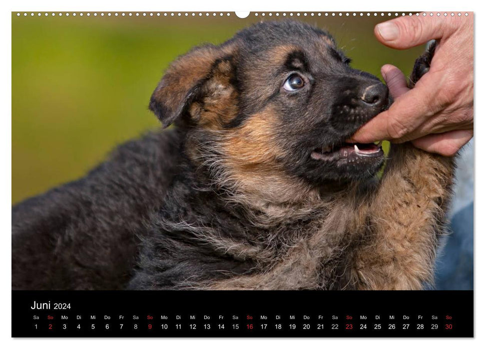 Chien de berger allemand – Chiots (calendrier mural CALVENDO 2024) 