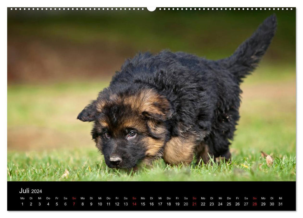 Chien de berger allemand – Chiots (calendrier mural CALVENDO 2024) 