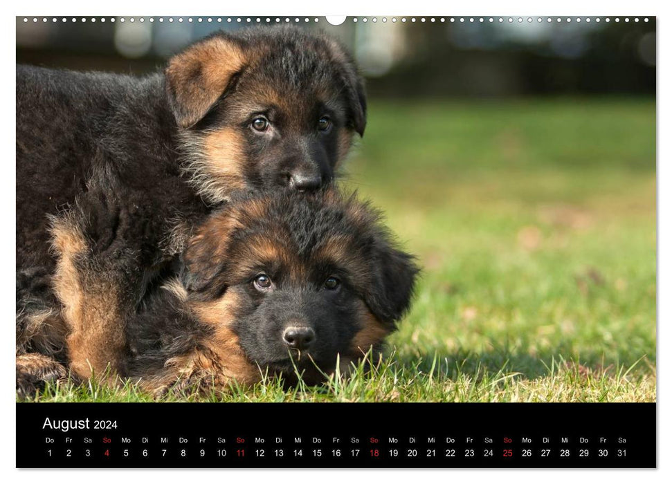 Chien de berger allemand – Chiots (calendrier mural CALVENDO 2024) 