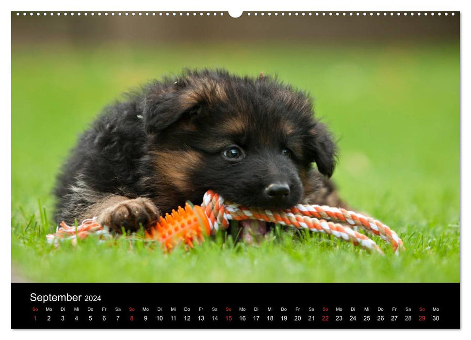 Chien de berger allemand – Chiots (calendrier mural CALVENDO 2024) 