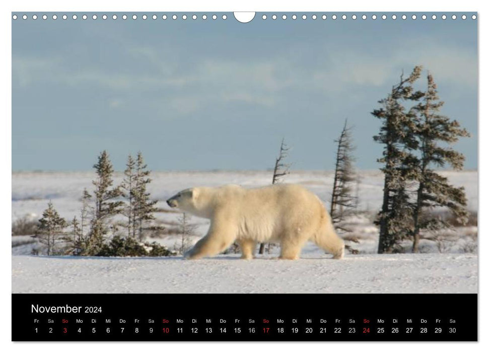 Northern Worlds (CALVENDO wall calendar 2024) 