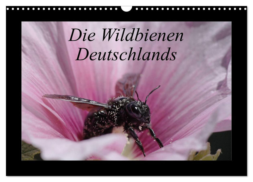 Les abeilles sauvages d'Allemagne (calendrier mural CALVENDO 2024) 