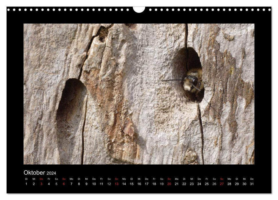The wild bees of Germany (CALVENDO wall calendar 2024) 