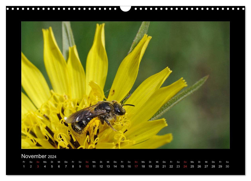 Die Wildbienen Deutschlands (CALVENDO Wandkalender 2024)