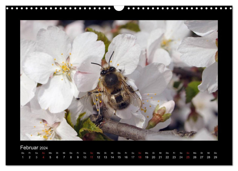 Les abeilles sauvages d'Allemagne (calendrier mural CALVENDO 2024) 