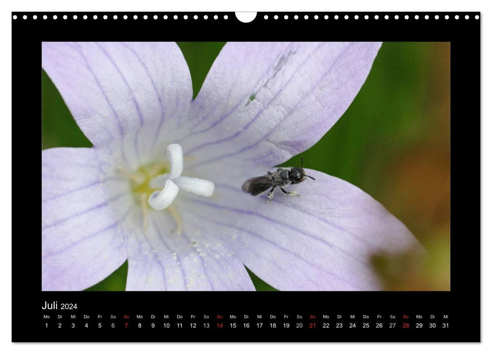 Die Wildbienen Deutschlands (CALVENDO Wandkalender 2024)