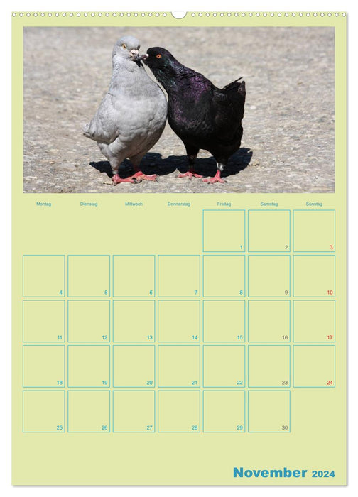 Amitiés oiseaux / Planificateur (Calvendo Premium Wall Calendar 2024) 