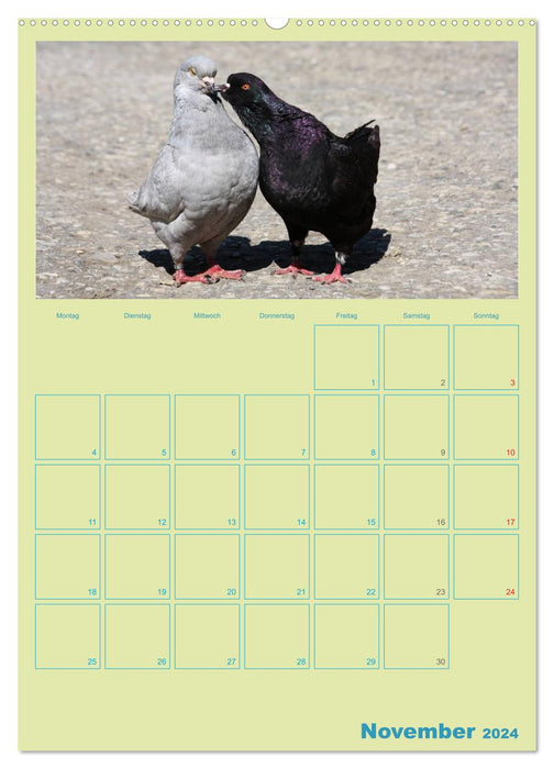 Bird Friendships / Planner (CALVENDO Premium Wall Calendar 2024) 