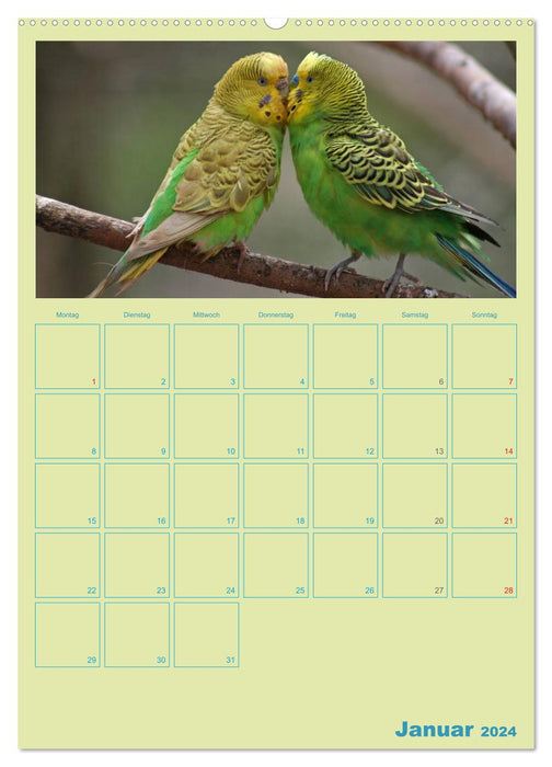 Amitiés oiseaux / Planificateur (Calvendo Premium Wall Calendar 2024) 
