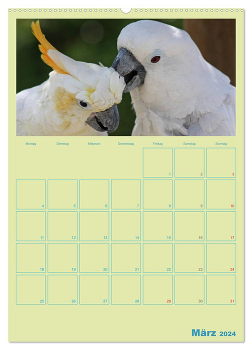 Amitiés oiseaux / Planificateur (Calvendo Premium Wall Calendar 2024) 