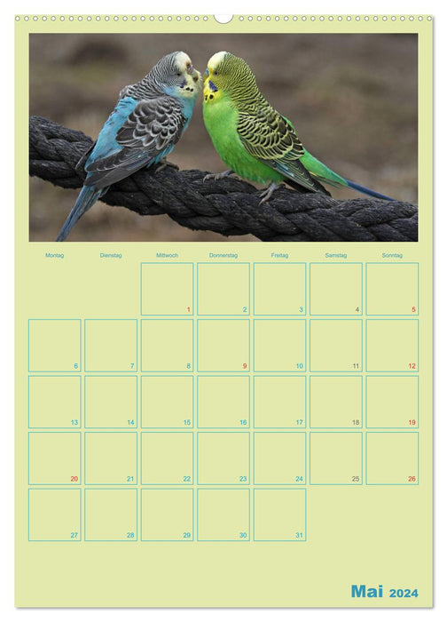 Amitiés oiseaux / Planificateur (Calvendo Premium Wall Calendar 2024) 