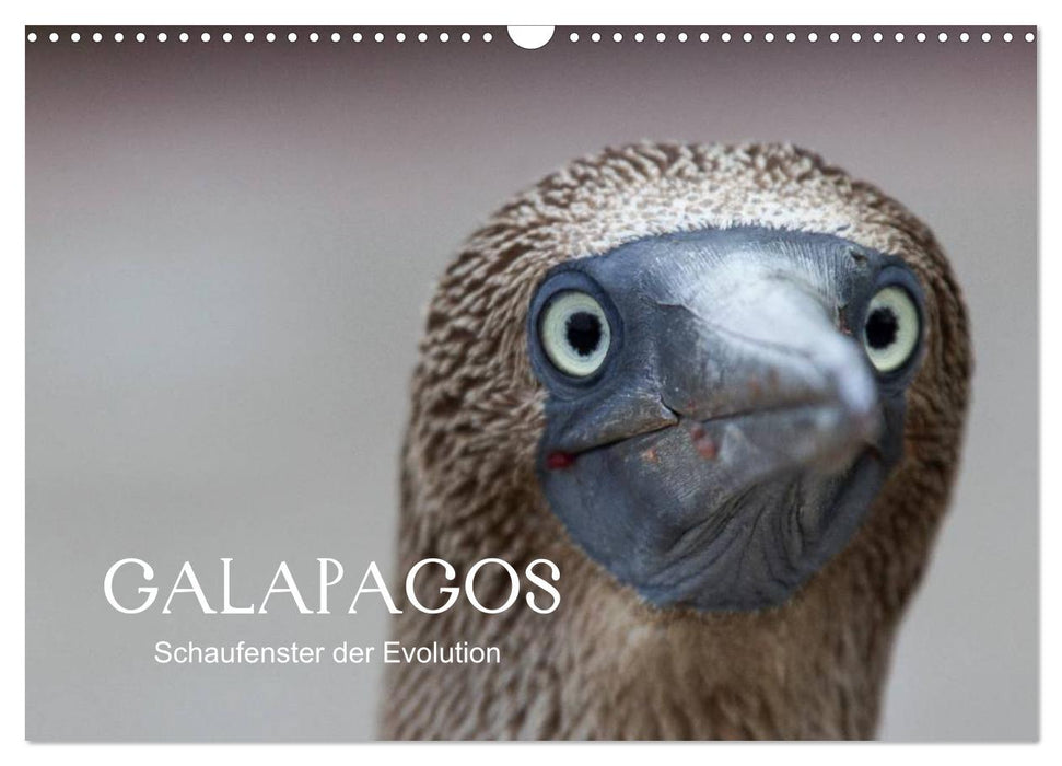 Galapagos (CALVENDO Wandkalender 2024)