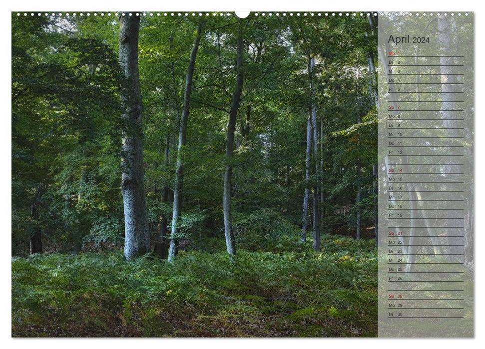 Unser Wald - Magische Sichten in norddeutsche Wälder / Geburtstagskalender (CALVENDO Premium Wandkalender 2024)