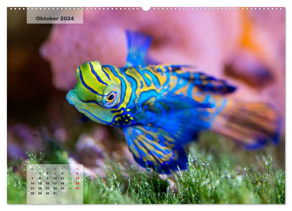 UNDER WATER reef aquariums (CALVENDO Premium Wall Calendar 2024) 