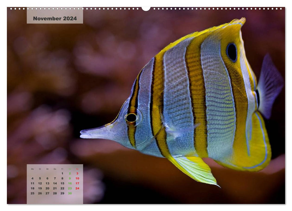 UNDER WATER reef aquariums (CALVENDO Premium Wall Calendar 2024) 