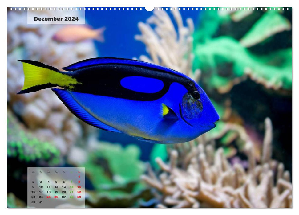 UNDER WATER reef aquariums (CALVENDO Premium Wall Calendar 2024) 