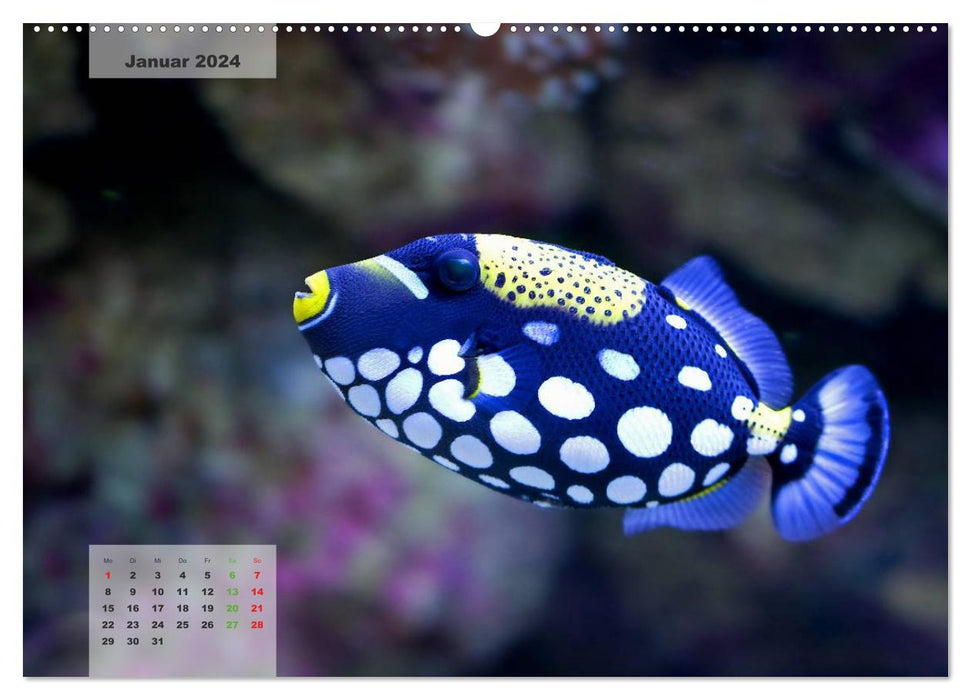 UNDER WATER reef aquariums (CALVENDO Premium Wall Calendar 2024) 