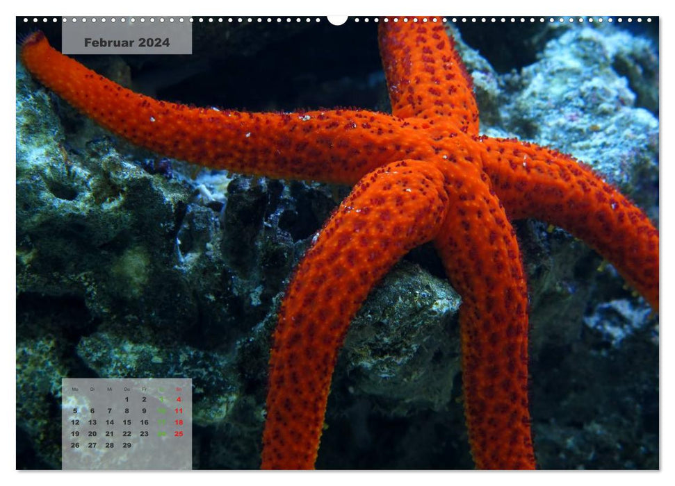 UNDER WATER reef aquariums (CALVENDO Premium Wall Calendar 2024) 