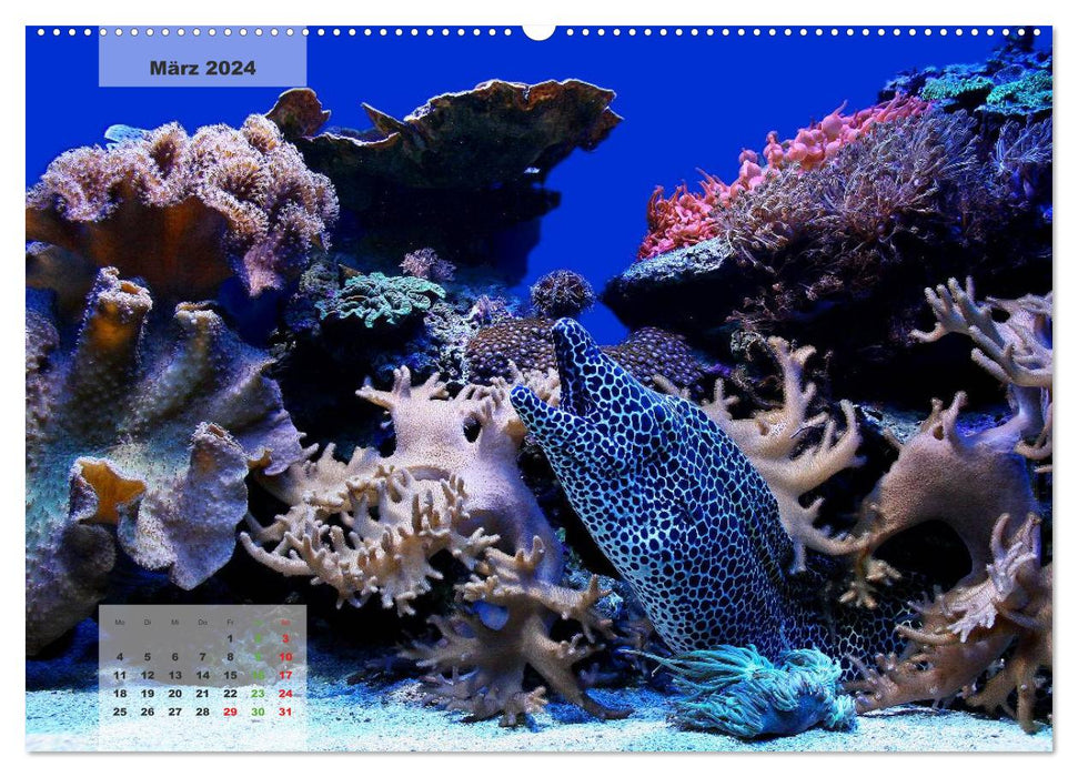 UNDER WATER reef aquariums (CALVENDO Premium Wall Calendar 2024) 