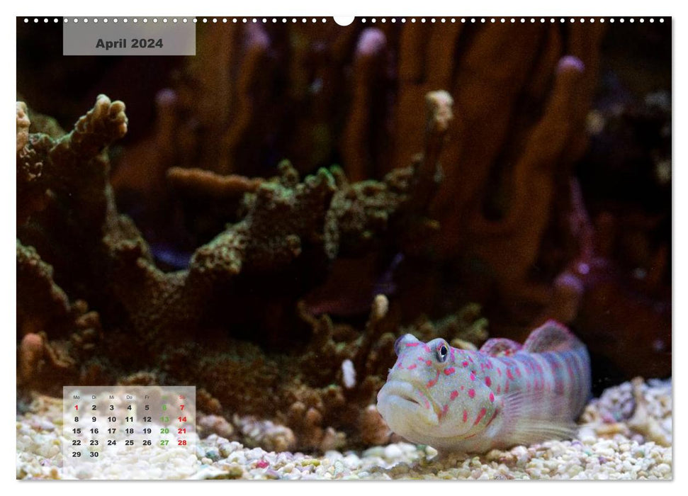 UNDER WATER reef aquariums (CALVENDO Premium Wall Calendar 2024) 