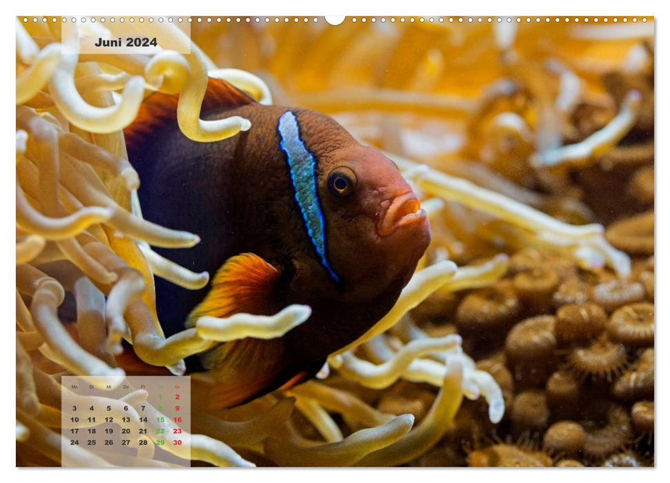 UNDER WATER reef aquariums (CALVENDO Premium Wall Calendar 2024) 