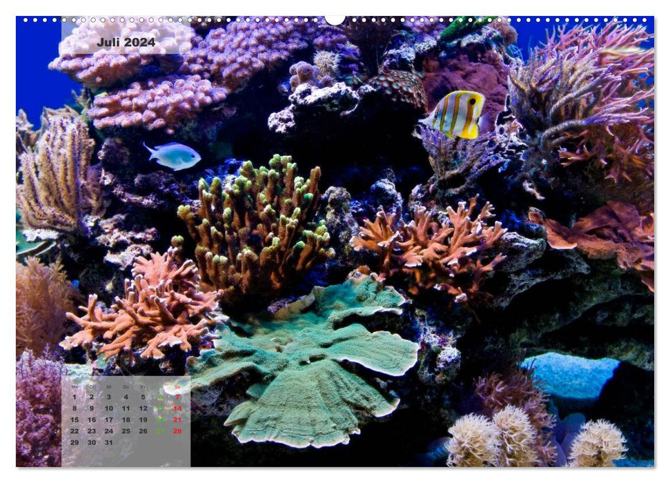 Aquariums récifaux SOUS L'EAU (Calvendo mural Premium CALVENDO 2024) 