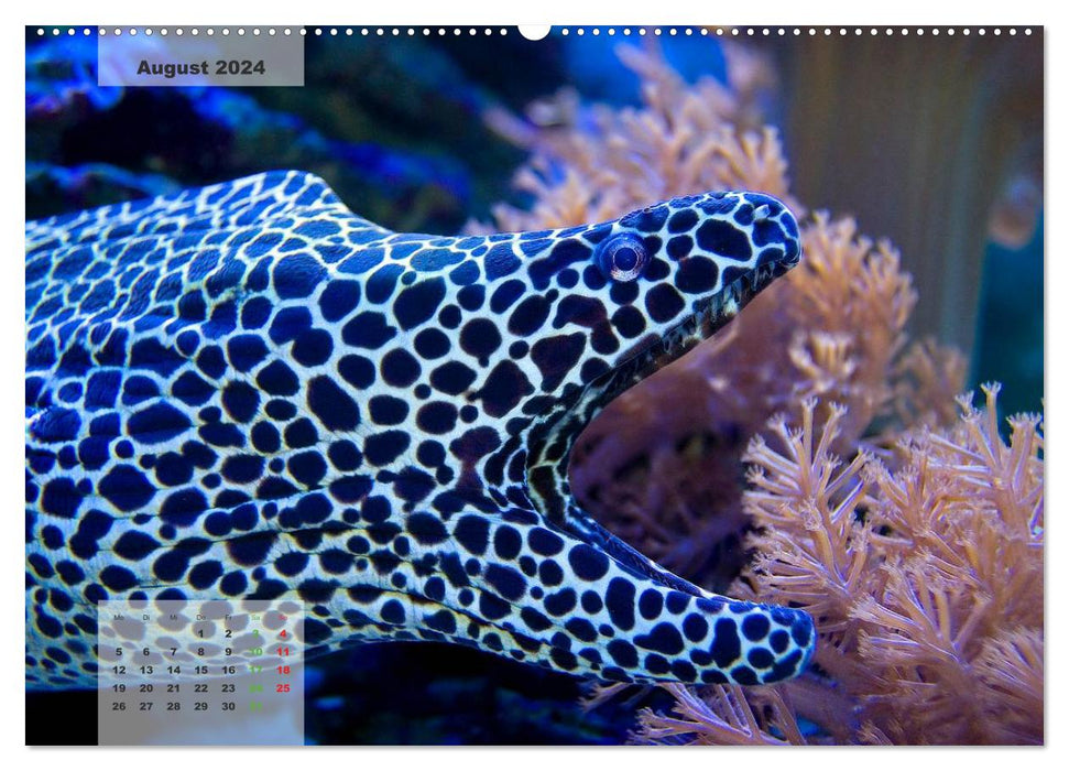 UNDER WATER reef aquariums (CALVENDO Premium Wall Calendar 2024) 