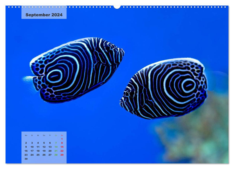 UNDER WATER reef aquariums (CALVENDO Premium Wall Calendar 2024) 