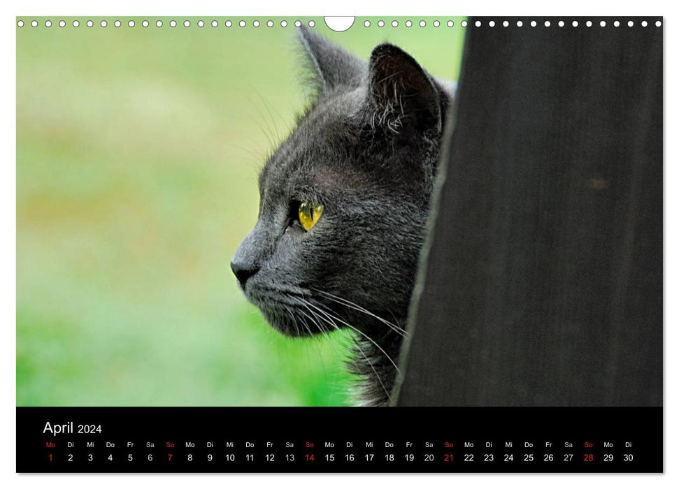 Seelen-Heiler auf Samtpfoten (CALVENDO Wandkalender 2024)