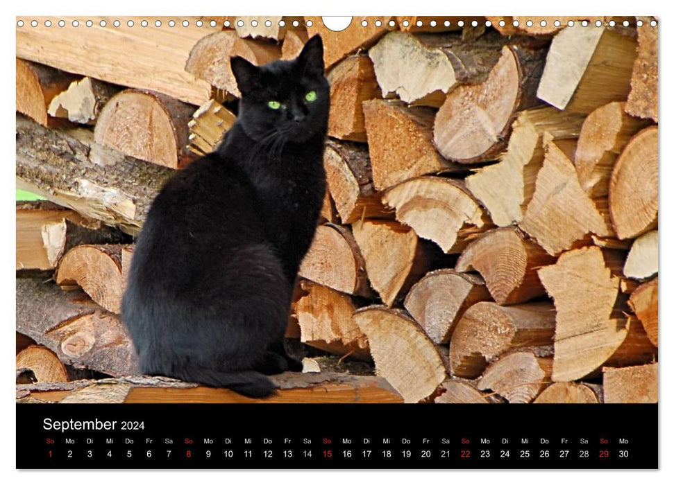 Seelen-Heiler auf Samtpfoten (CALVENDO Wandkalender 2024)