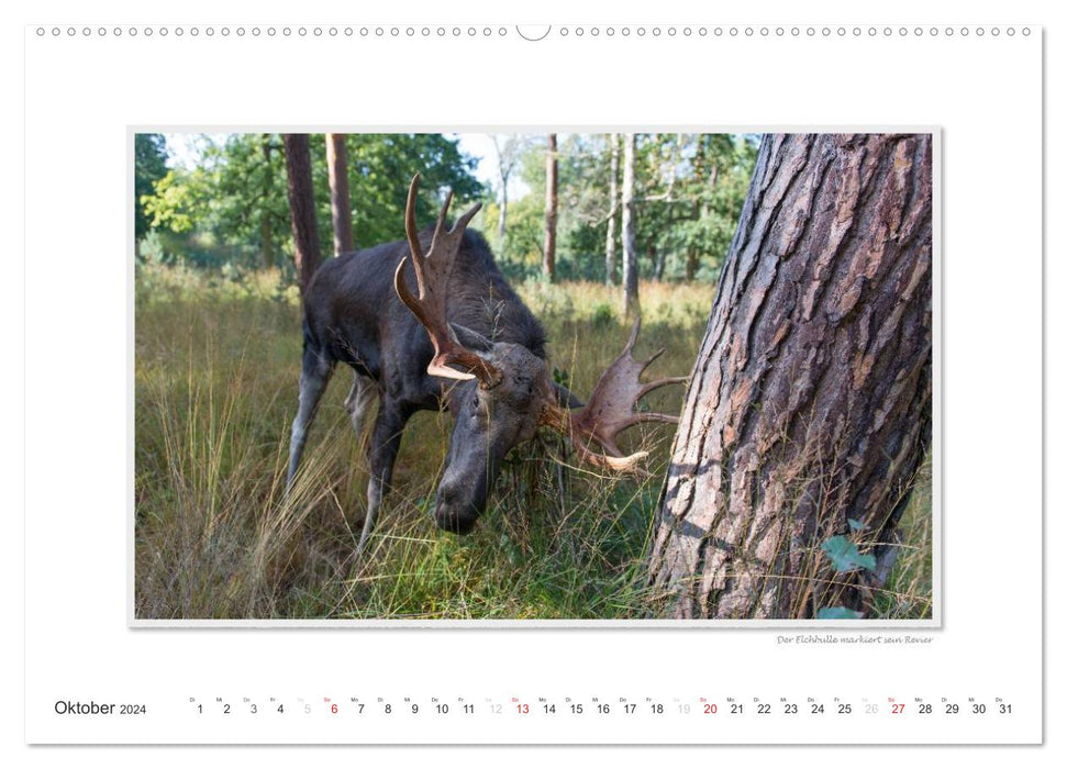 Emotional moments: Wild animals from home. (CALVENDO Premium Wall Calendar 2024) 