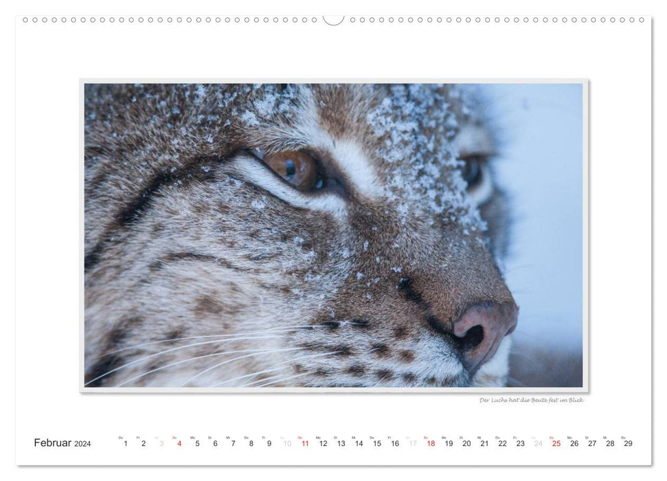 Emotional moments: Wild animals from home. (CALVENDO Premium Wall Calendar 2024) 