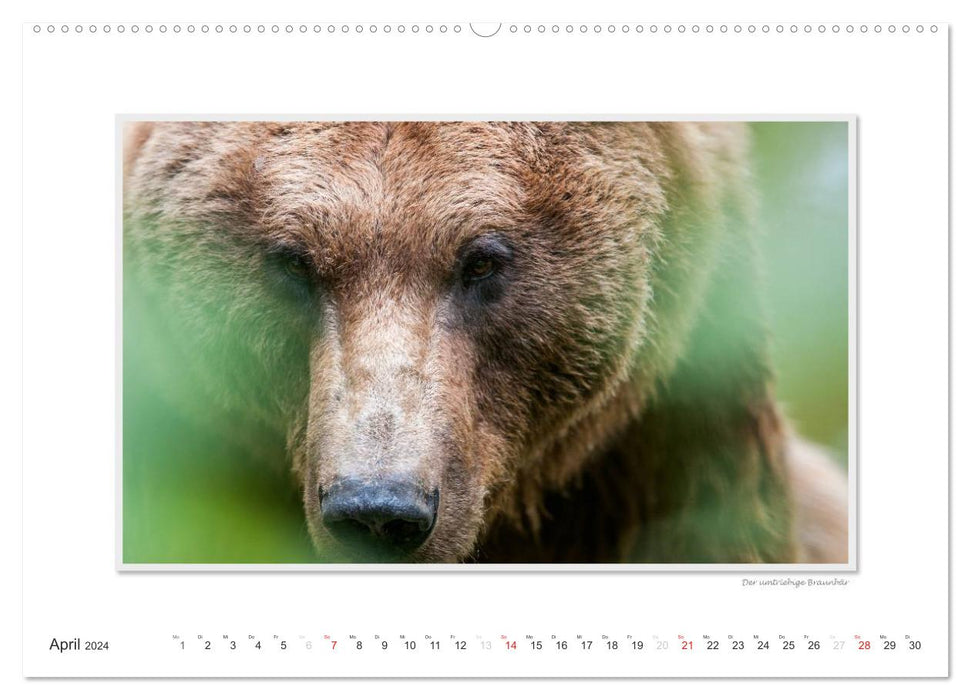 Emotional moments: Wild animals from home. (CALVENDO Premium Wall Calendar 2024) 