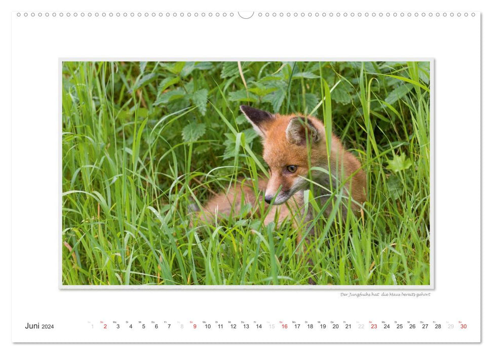 Emotional moments: Wild animals from home. (CALVENDO Premium Wall Calendar 2024) 