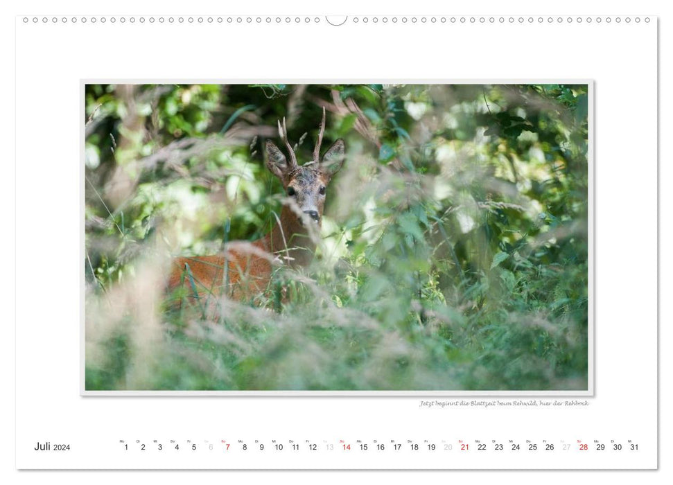 Emotional moments: Wild animals from home. (CALVENDO Premium Wall Calendar 2024) 