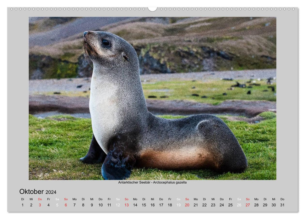 Tierleben in der Antarktis (CALVENDO Premium Wandkalender 2024)