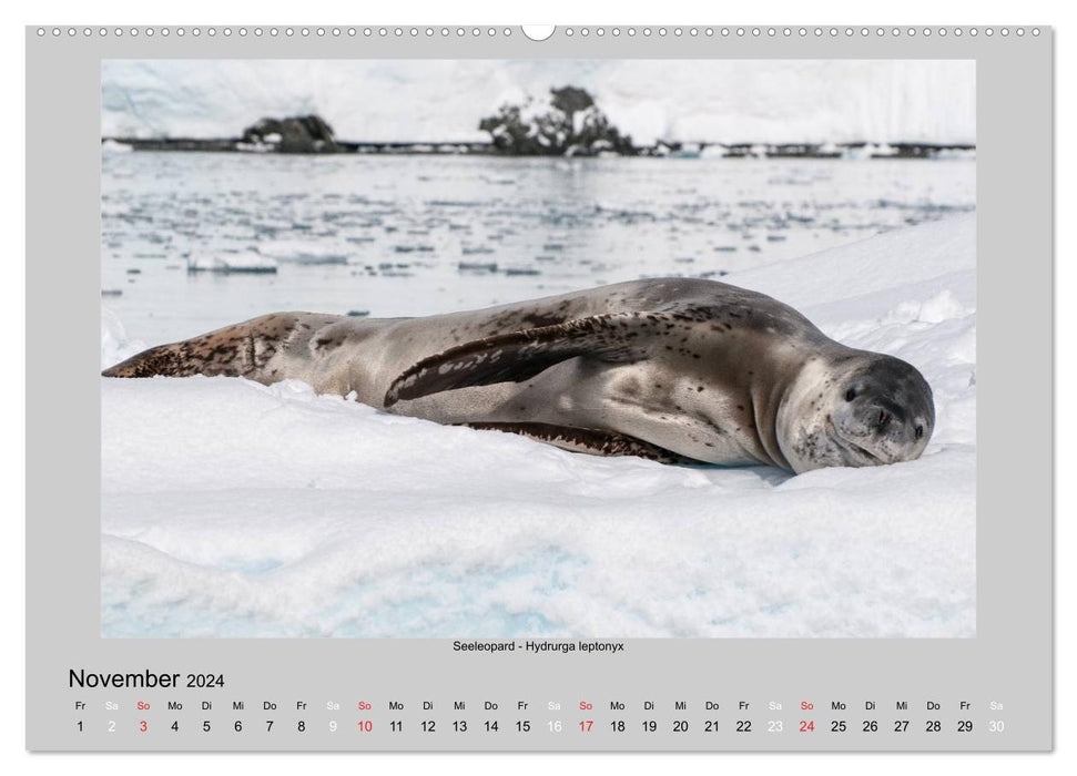 Animal life in Antarctica (CALVENDO Premium Wall Calendar 2024) 