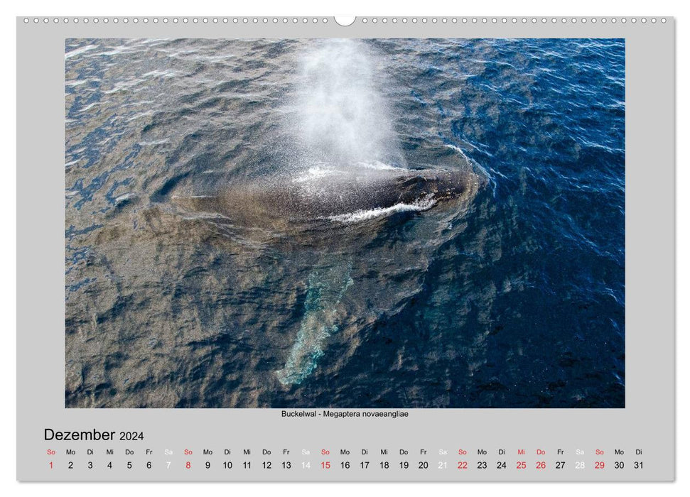 Animal life in Antarctica (CALVENDO Premium Wall Calendar 2024) 