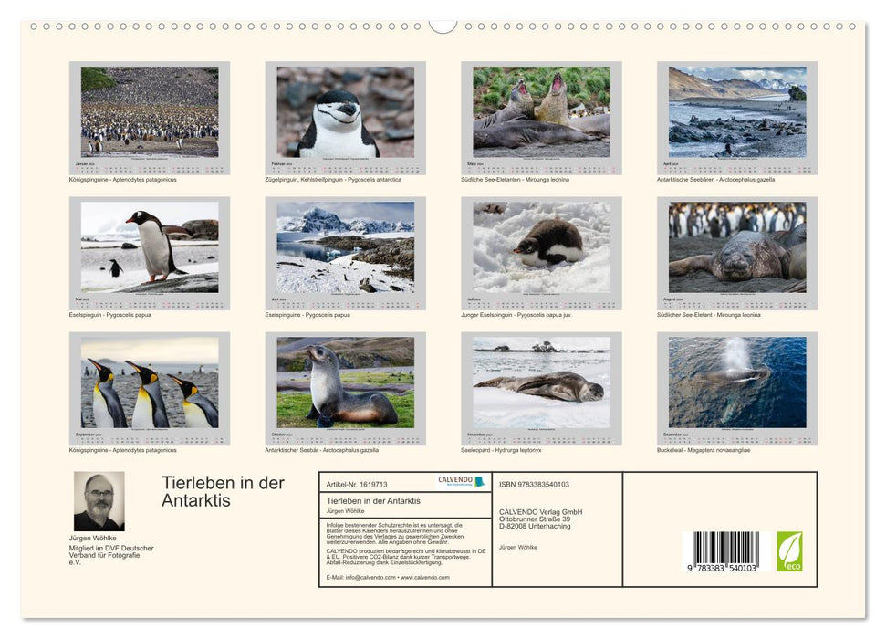 Animal life in Antarctica (CALVENDO Premium Wall Calendar 2024) 