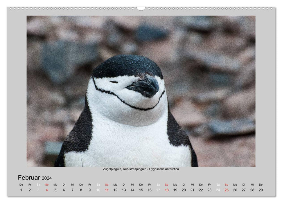 Animal life in Antarctica (CALVENDO Premium Wall Calendar 2024) 