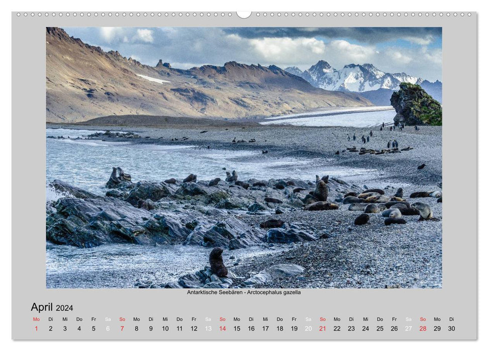 Animal life in Antarctica (CALVENDO Premium Wall Calendar 2024) 