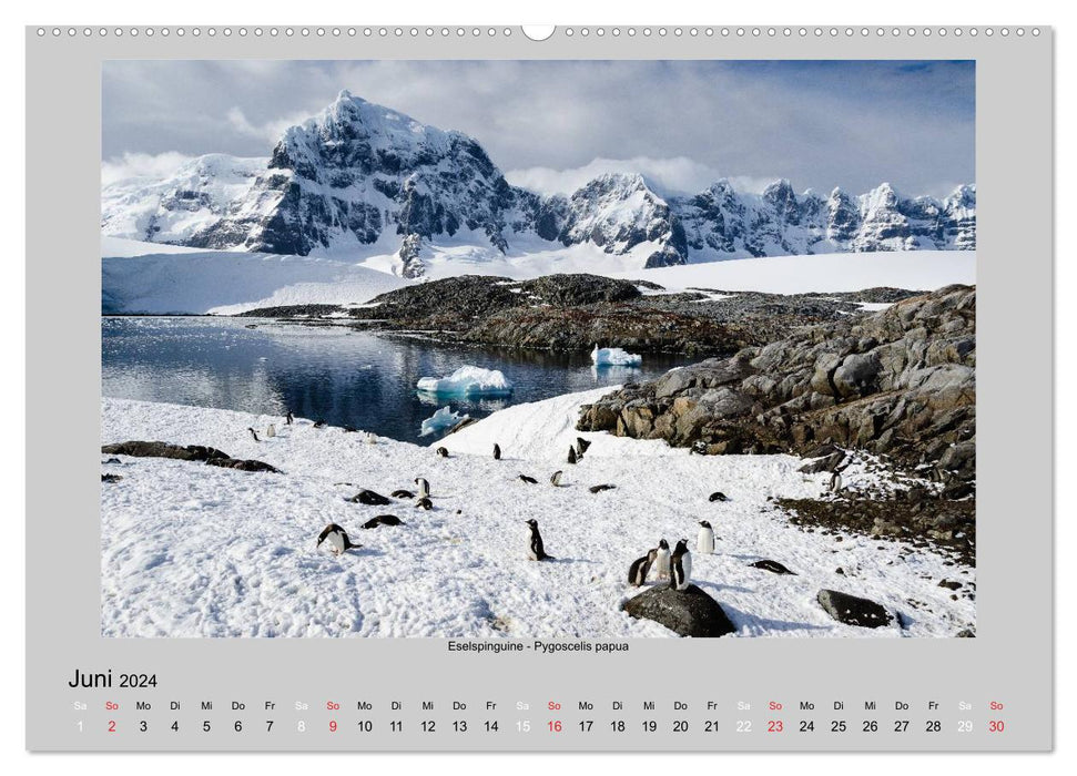 Animal life in Antarctica (CALVENDO Premium Wall Calendar 2024) 