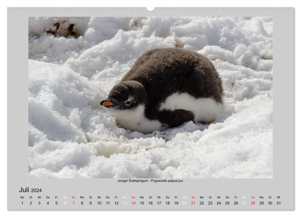 Tierleben in der Antarktis (CALVENDO Premium Wandkalender 2024)