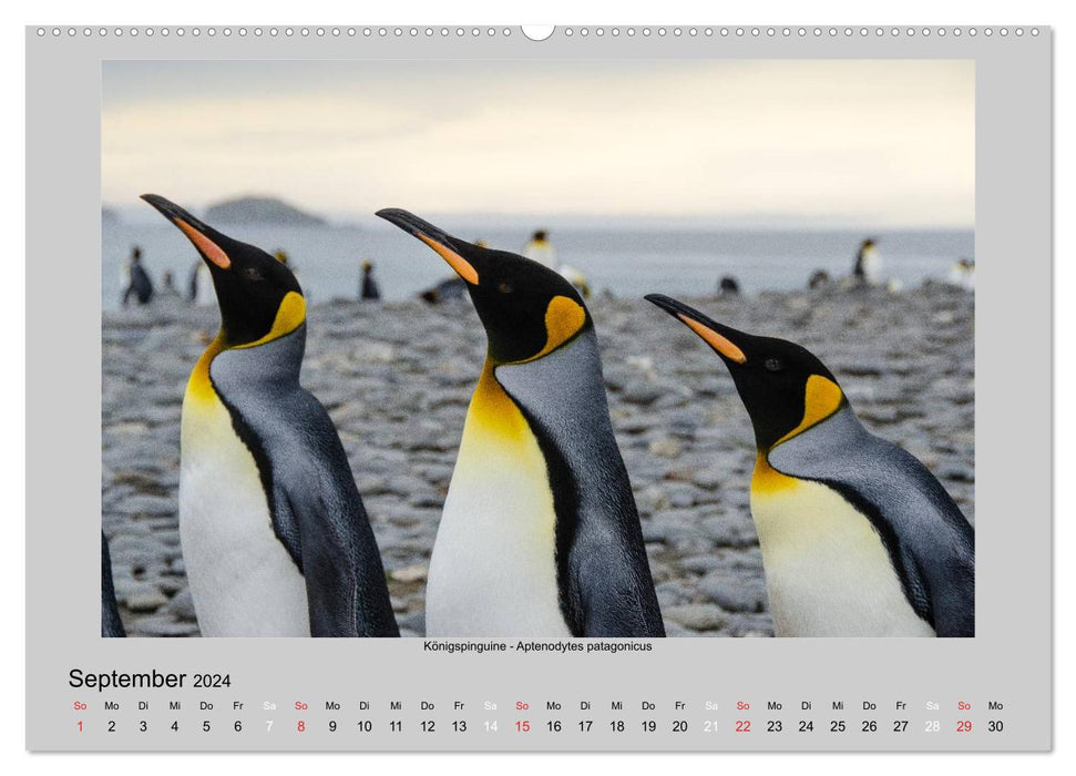 Tierleben in der Antarktis (CALVENDO Premium Wandkalender 2024)