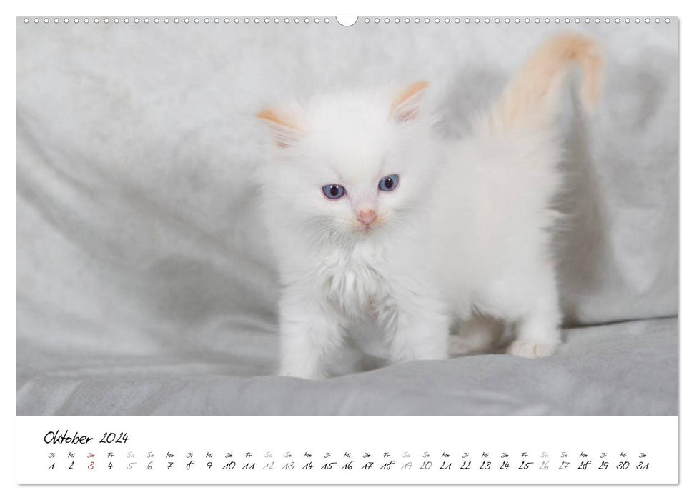 Ragdoll Kitten (CALVENDO Premium Wandkalender 2024)