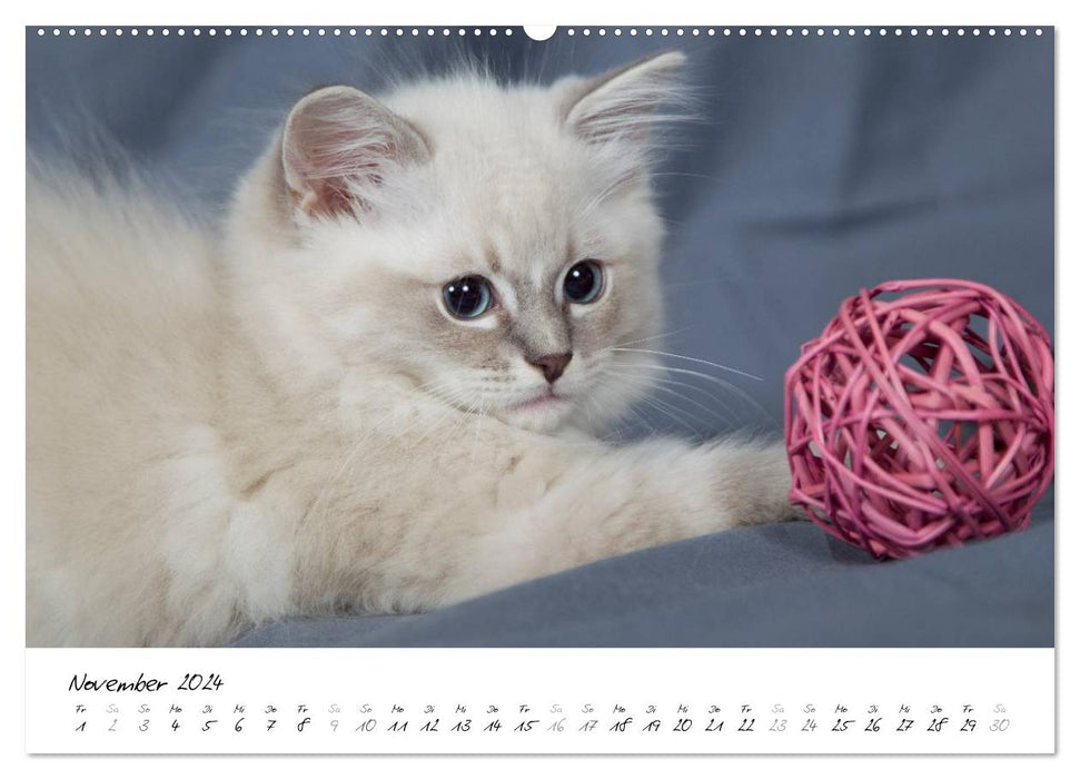 Ragdoll Kitten (CALVENDO Premium Wall Calendar 2024) 